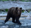 Молодые медведи выходят на побережье Телецкого озера